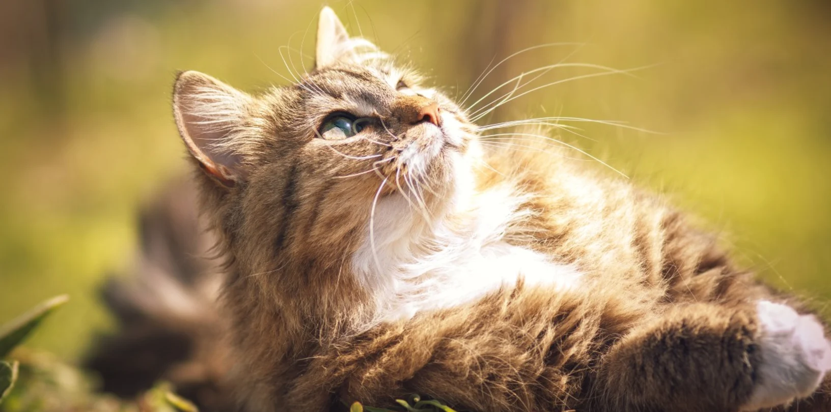 Cat laying down in the sun outside